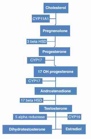 Extracted from: Clinical Urologic Endocrinology: Principles for Men's Health.