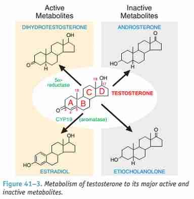 Anabolic steroid aromatization. Which ones and why?