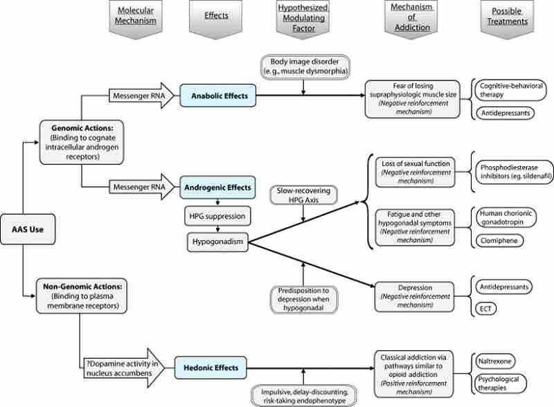 Hormonal normalization after anabolic androgenic steroid use
