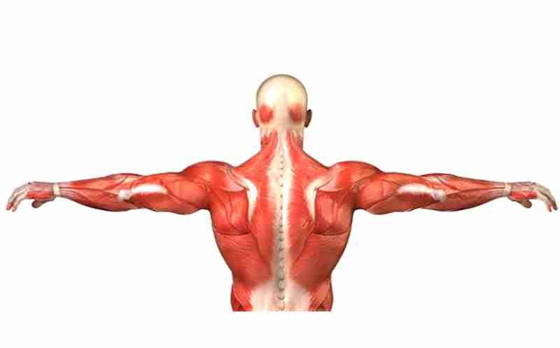 Musculoskeletal side effects of steroids where to buy steroids
