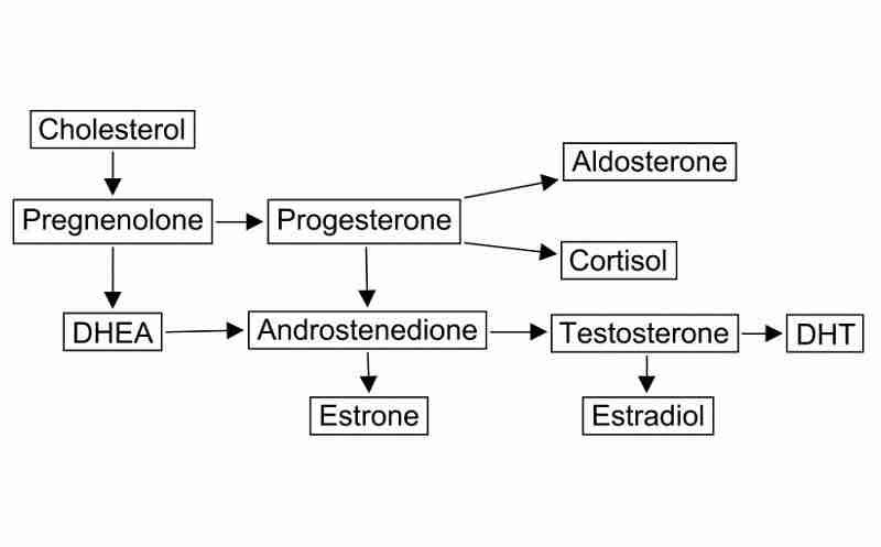 Steroids anabolics in the US, DHEA as a precursor to testosterone