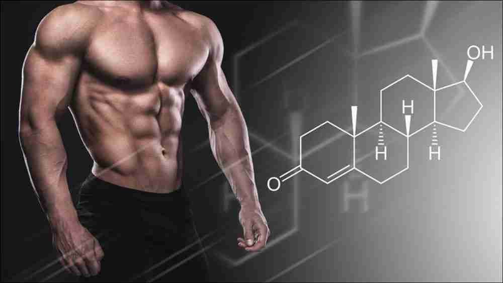 Why Do Steroids Inhibit Natural Testosterone Production