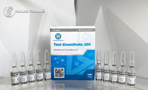 Testosterone Enanthate Buy Human Pharma in USA